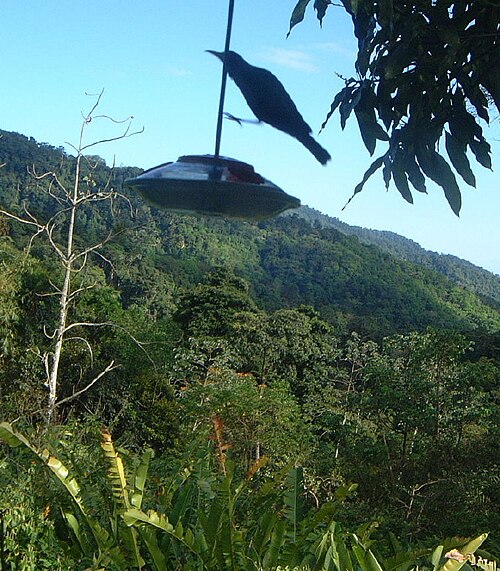 Asa Wright Nature Centre